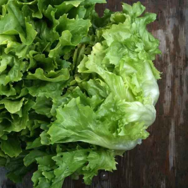 Two heads of scarole coral lettuce leaning against eachother