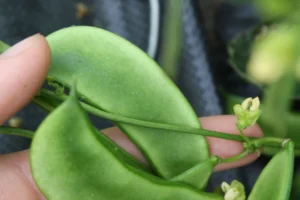 Close up hand holding green bean between fingers