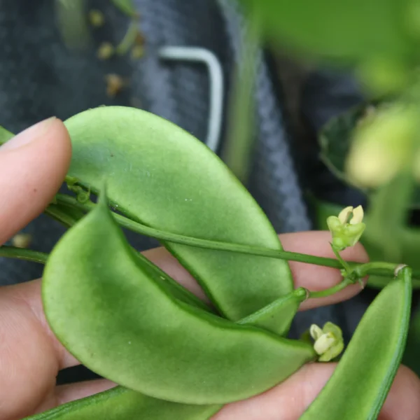 Close up hand holding green bean between fingers