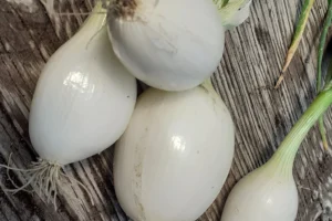 Close up on white onion bunch.