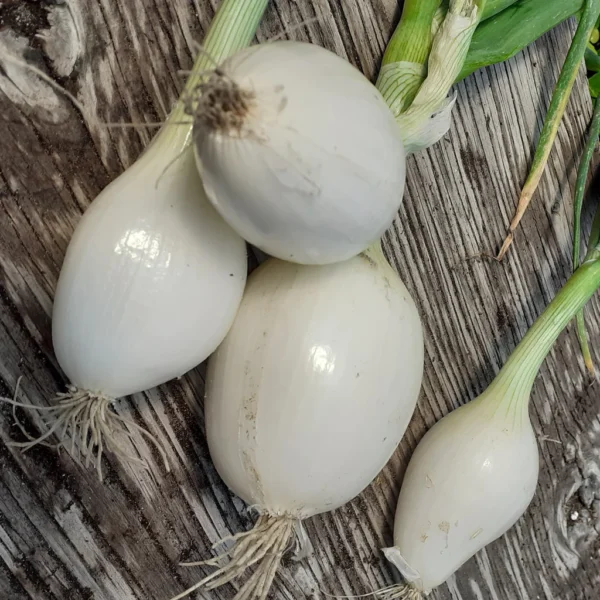 Close up on white onion bunch.
