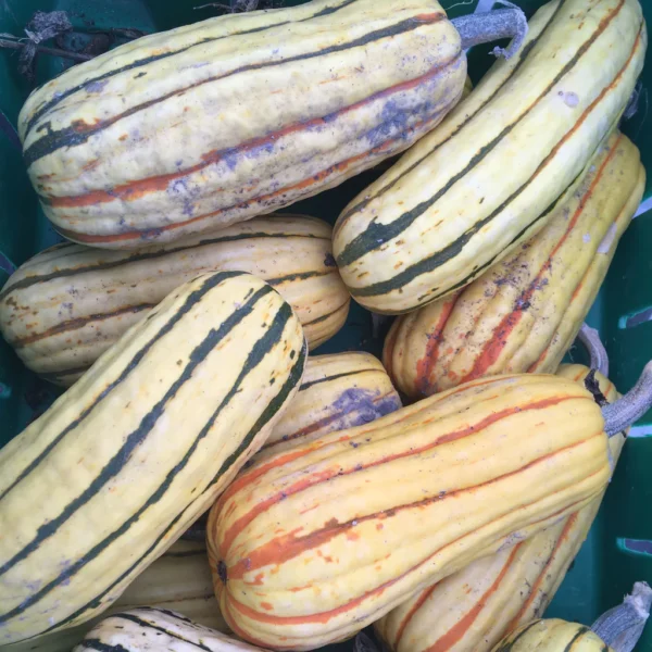 Pile of light yellow green stripped zeppelin squash.