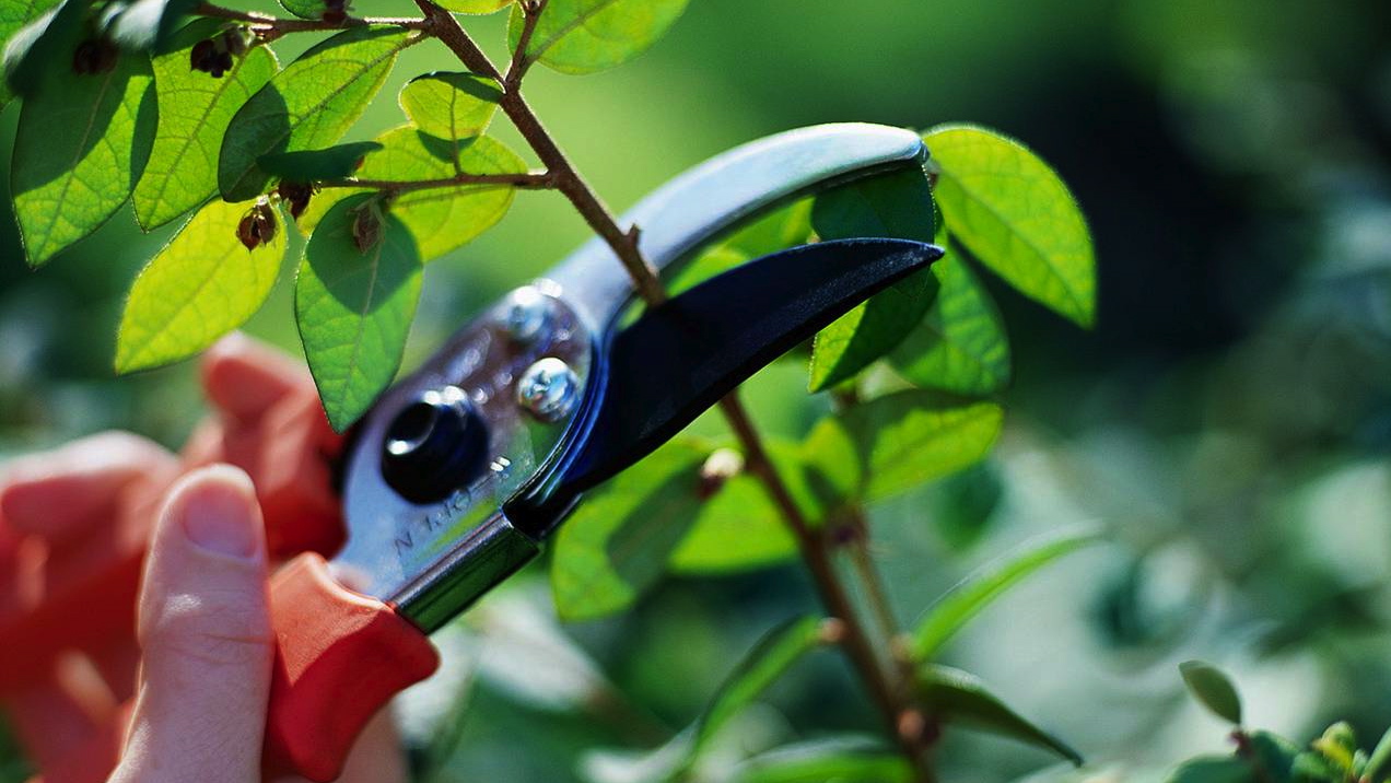 Hand holding garden shears, about to cut a thin branch.