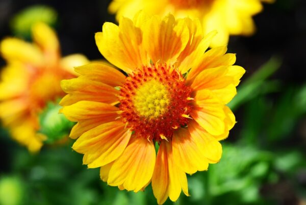 Fleur de couverture - Gaillardia