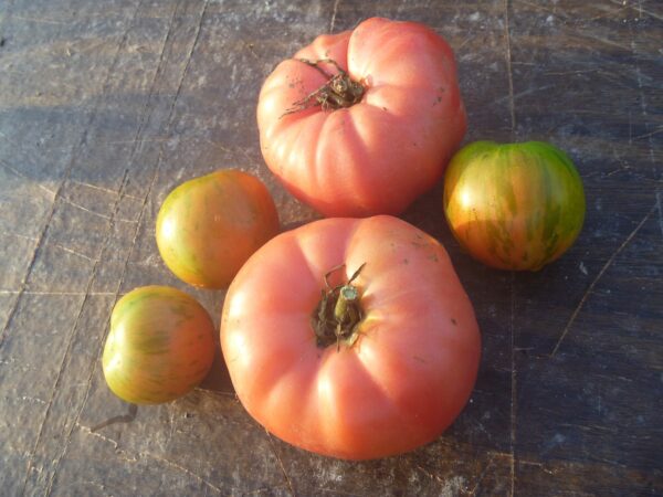 Tomate - Brandywine
