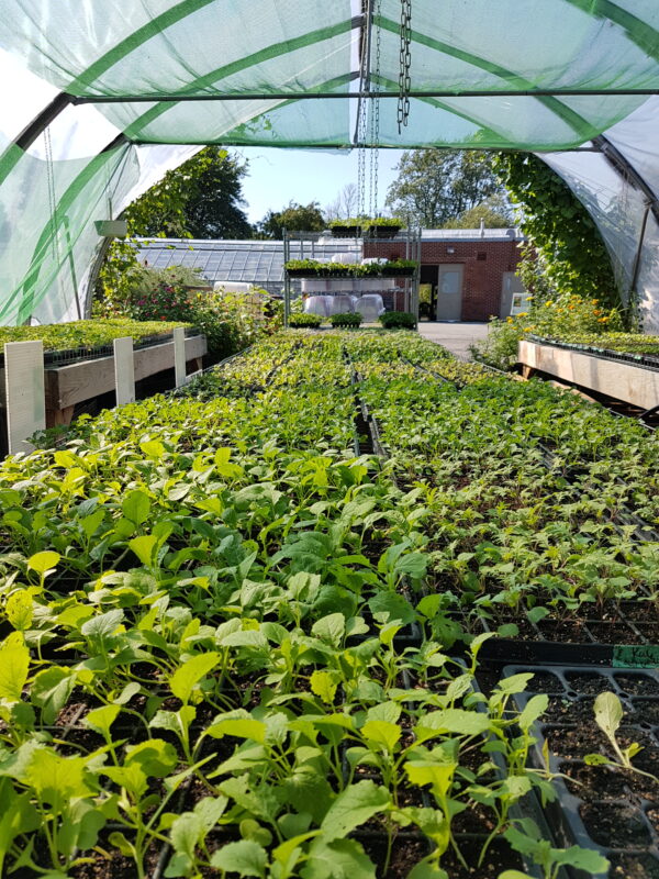 Rows of seedlings