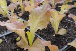 Spring seedlings