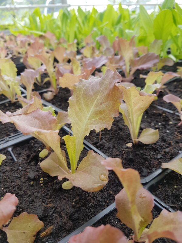 Spring seedlings