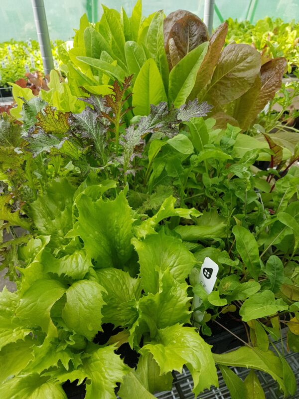 Bundle of spring seedlings