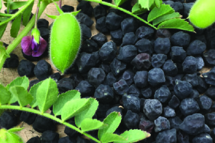 Pois - Pois chiches Kabouli noir