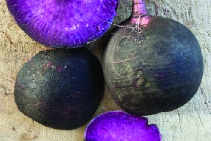 Radis - Améthyste noire