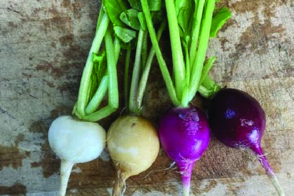 Radis - Tournesol Mix