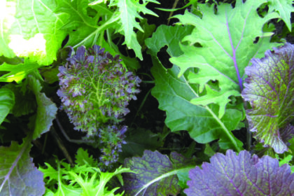 Mesclun - combo deluxe