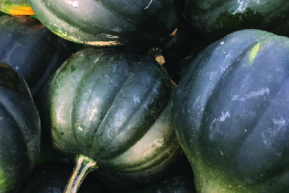 Courge - Acorn Table King