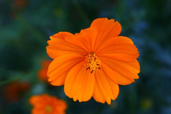 cosmos - Soufre