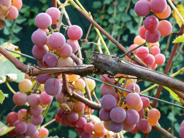 Vigne raisin - Frontenac Gris