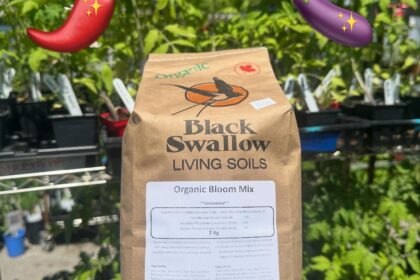 Black swallow Fertilisant biologique pour fleurs et fruits