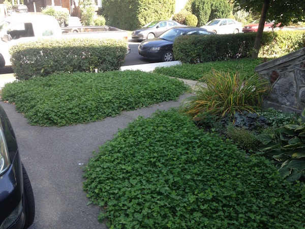 urban-clover-lawn3.jpeg